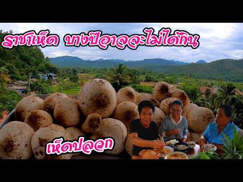 ราชาเห็ดของหายาก-นานทีมีหน-รา ราชาเห็ดของหายาก-นานทีมีหน-รา