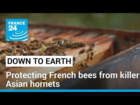 French beekepers prepare for killer Asian hornets to emerge from hibernation • FRANCE 24 English