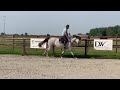 Show jumping horse 3yrs old Mare by Cellestial x Cantus x Cassini