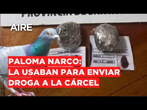 Coronda: detuvieron a una paloma por transportar dos bochas de marihuana a la cárcel