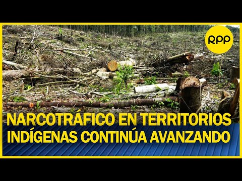 Miguel Guimaraes: “4 mil hectáreas de bosques primarios deforestados para la siembra de coca”