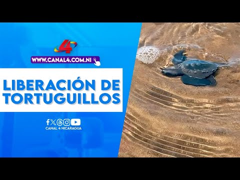 Liberación de tortuguillos en playa Salamina del municipio de Villa El Carmen