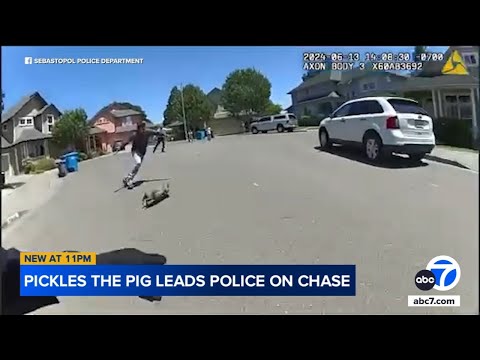 Police chase after Pickles the pig running through streets of NorCal town