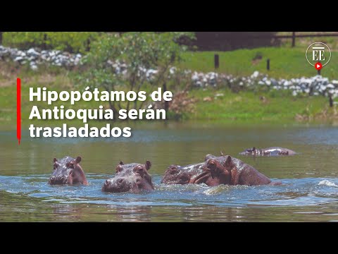 Traslado de hipopótamos de Colombia a México e India costaría U$3,5 millones | El Espectador