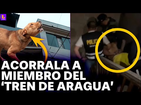 'Tren de Aragua': Perro evita escape de cabecilla de facción en Lima Norte