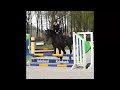 Show jumping horse Uitzonderlijk leuke 4 jarige ruin