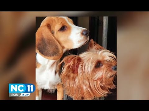 Mujer atacó a dos perros con gas pimienta