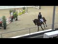 Show jumping horse Krachtig springveulen met formaat