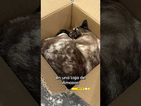 Una gatita viajó cientos de kilómetros dentro de un paquete de Amazon