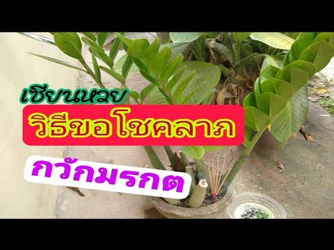เซียนหวย-3วิธีขอโชคลาภกวักมรกต เซียนหวย-3วิธีขอโชคลาภกวักมรกต