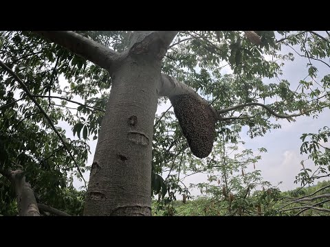 ต้นงิ้วต้นนี้สงสัยผึ้งหลวงมาจั