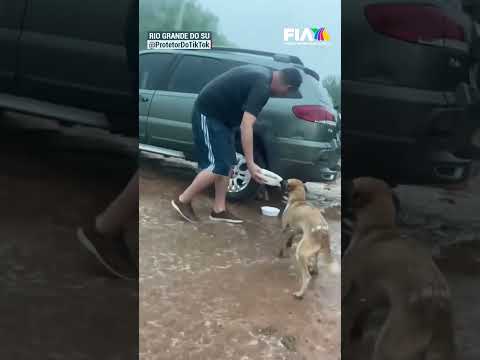 Hbitantes de Río Grande do Sul, Brasil, salvan a perritos de las inundaciones