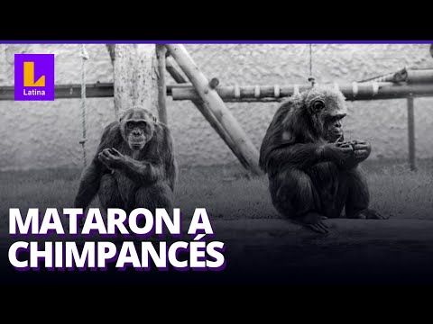 Policía colombiana mata a dos chimpancés tras escaparse de bioparque