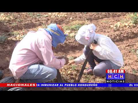 En un 50% bajará producción de granos básicos en El Rosario, Comayagua