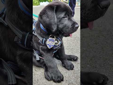Meet Blue: The internet loves this tiny puppy with a big job #Shorts