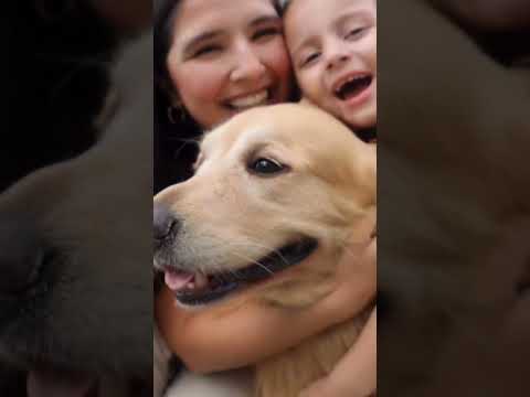 SE ME METIÓ UN BUDA EN EL OJO #perro #golden #emotivo #emocionante #quimio #quimioterapia
