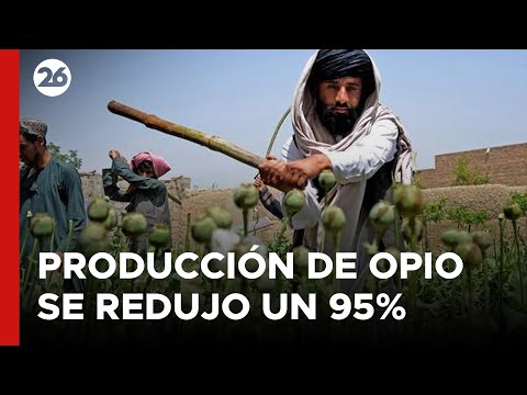 AFGANISTÁN | La producción de opio se redujo un 95%