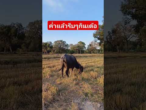 ค่ำแล้วรีบกินเด้อคุณนายคนเลี