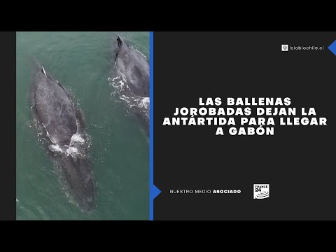 Las ballenas jorobadas dejan la Antártida para llegar a Gabón