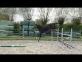 Show jumping horse 3 jarige El Barone met groot springvermogen