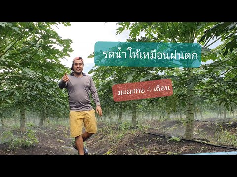 การรดน้ำมะละกอช่วงติดดอก-ใครว่ การรดน้ำมะละกอช่วงติดดอก-ใครว่