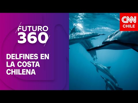 Más de 2 mil delfines habitan la Patagonia chilena | Bloque científico de Futuro 360