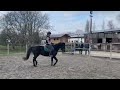 Allround-pony Knappe zwarte sportpony