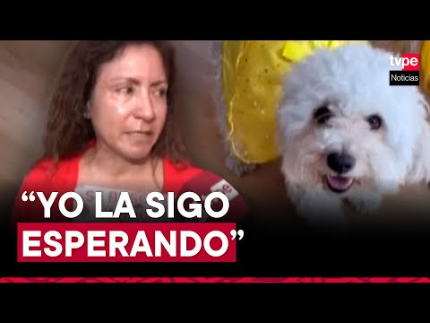 San Martín de Porres: familia brinda recompensa por mascota perdida hace dos meses