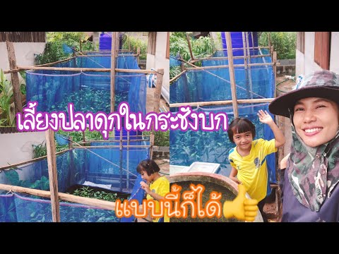 เลี้ยงปลาดุกในกระชังบก-พื้นที่ เลี้ยงปลาดุกในกระชังบก-พื้นที่