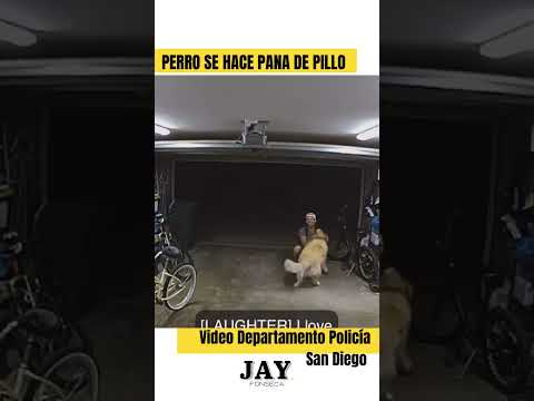 Pillo entra a robarse bicicleta, pero el perro… Video del Departamento de la Policía de San Diego.