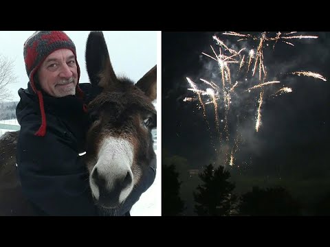 Nova Scotia man calls for fireworks ban in after death of beloved donkey