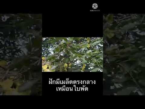 ต้นประดู่ป่าต้นไม้ประจำจังหวั