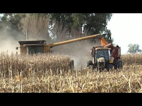 Milei a la espera de los beneficios de primera cosecha agrícola de su gobierno | AFP