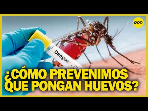 Dengue en Perú: ¿Cómo se infecta el mosquito? Los cuidados que hay que tener