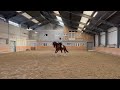 Dressage horse hero 11 j ruin psg met basis oefening GP