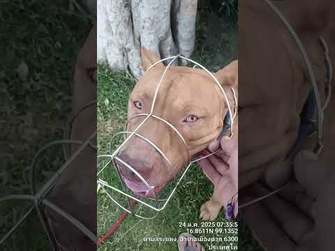 รับทำตะกร้อครอบปากสุนัขสแตนเลส