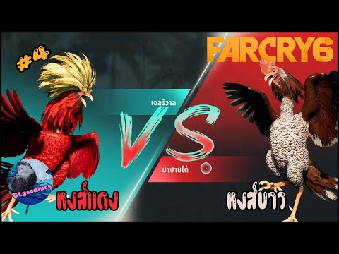 ไก่ชนเพราะคน-ขนงามเพราะเเต่ง-F ไก่ชนเพราะคน-ขนงามเพราะเเต่ง-F
