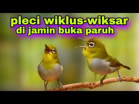 Pancingan Pleci Wiklus Wiksar Agar Buka Paruh || Pleci Bustomi Gacor