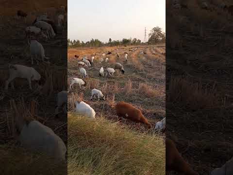 ปล่อยแพะแกะเลี้ยงตอน5โมงเย็น