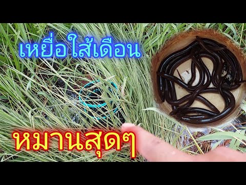 ดักปลาไหล-ด้วยใส้เดือน-ใส่ตุ้ม ดักปลาไหล-ด้วยใส้เดือน-ใส่ตุ้ม