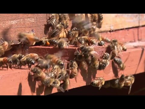 New program aims to roll out red carpet for bees
