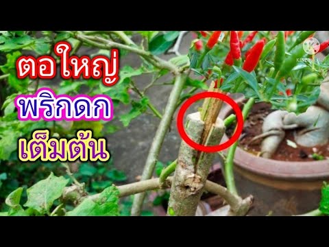 พริกเสียบยอด-ตอใหญ่-ติดผลเร็ว- พริกเสียบยอด-ตอใหญ่-ติดผลเร็ว-