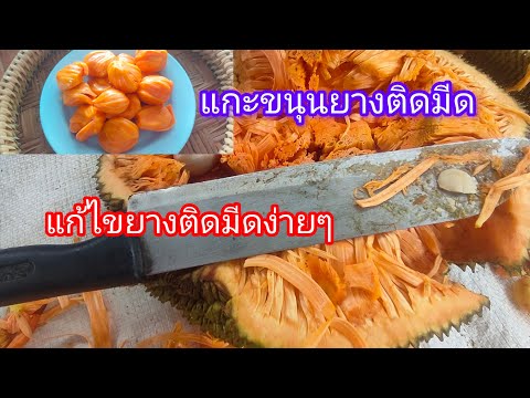 แกะขนุนปอกขนุนยางติดมีดแก้ไข