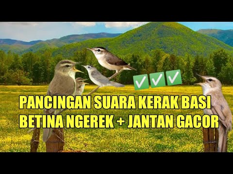 pancing kerak basi ombyokan anda dengan suara ini pasti cepat bunyi #kerakbasialishitam