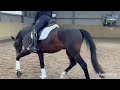 Dressage horse Super sympathieke 4 jarige ruin * NIEUWE VIDEO *