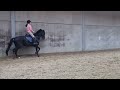 Dressage horse 4,5 jarige ruin