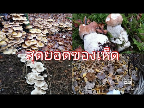 30102024สุดยอด​ของ​เห็ด​ขอน​