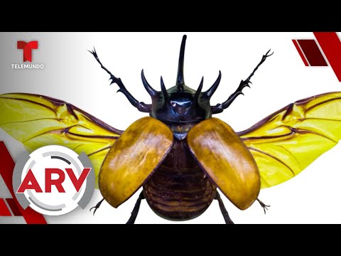 Estudian escarabajos para construir aviones por una insólita razón | Al Rojo Vivo | Telemundo