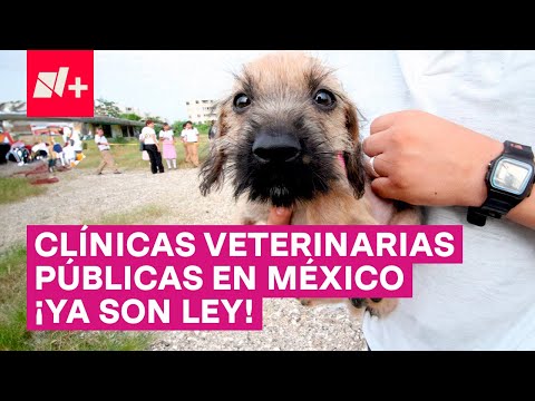 Esterilización animal será gratuita en todo México - N+