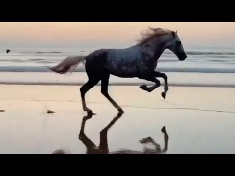 This horse is running fast‼️